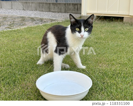 こちらを見つめる野良猫 白黒ぶち こちらを見つめる野良猫 白黒ぶち 118331100
