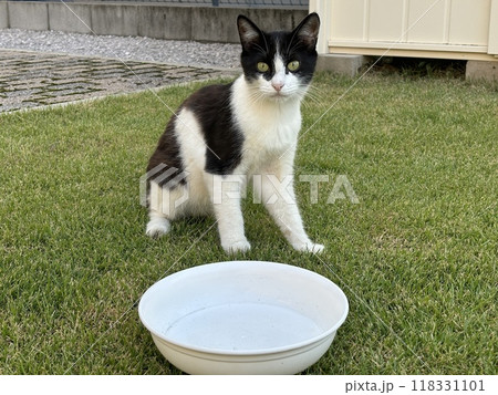 こちらを見つめる野良猫 白黒ぶち こちらを見つめる野良猫 白黒ぶち 118331101
