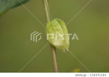 Bladder cherry Bladder cherry 118331183