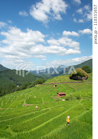 青空に白い雲が浮かぶ夏の丸山千枚田 118331657