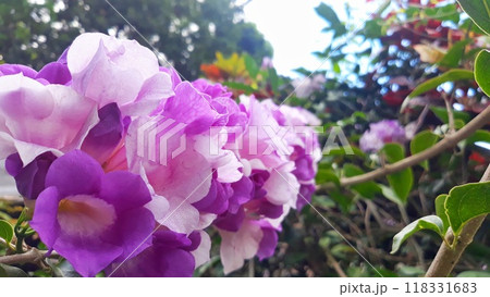 pink flowers blossom in a garden pink flowers blossom in a garden 118331683