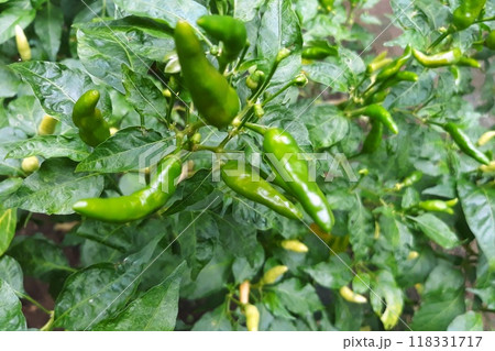 green chili pepper in the garden 118331717