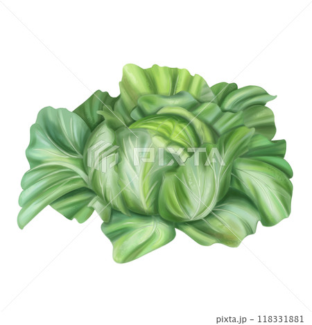Autumn harvest of cabbage with green leaves. Fresh farm vegetables, healthy food, vegetarianism. Garden plants, agriculture. Isolated digital illustration. Element of design of printing, packaging 118331881