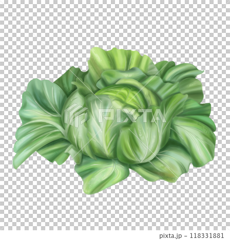 Autumn harvest of cabbage with green leaves. Fresh farm vegetables, healthy food, vegetarianism. Garden plants, agriculture. Isolated digital illustration. Element of design of printing, packaging 118331881