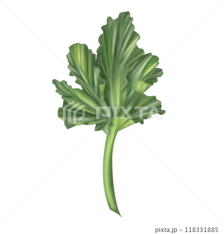 Green squash leaves. Fresh farm vegetables, autumn harvest, healthy food, vegetarianism. Garden plants, agriculture. Isolated handmade digital illustrations. Element of packaging and printing design 118331885