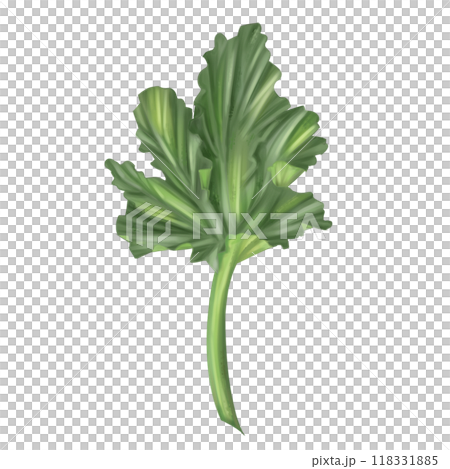 Green squash leaves. Fresh farm vegetables, autumn harvest, healthy food, vegetarianism. Garden plants, agriculture. Isolated handmade digital illustrations. Element of packaging and printing design 118331885
