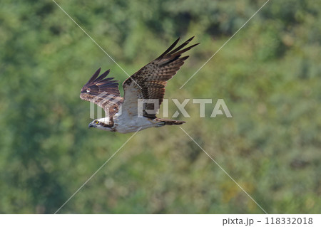 グリーンバックに飛行するミサゴ グリーンバックに飛行するミサゴ 118332018