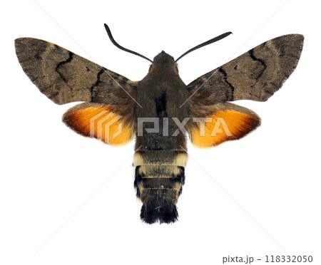 Hawkmoth butterfly sphinx Macroglossum stellatarum isolated on transparent, close-up, macro. Design element. Sphingidae, collection butterflies, insects. Hawkmoth butterfly sphinx Macroglossum stellatarum isolated on transparent, close-up, macro. Design element. Sphingidae, collection butterflies, insects. 118332050