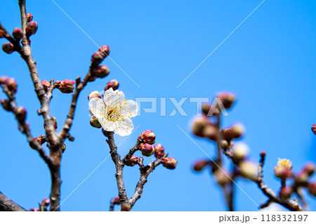 梅の花 118332197