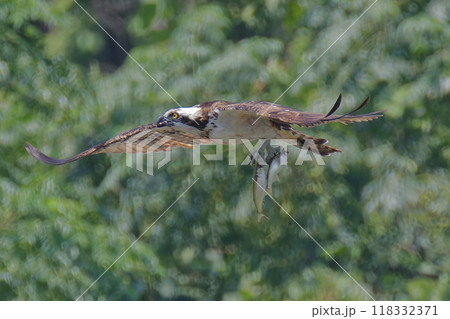 ボラを二匹捕らえたミサゴ 118332371