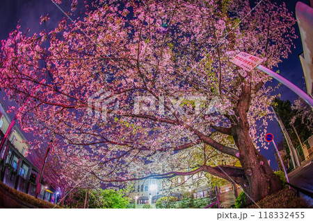 満開の夜桜と横浜元町の街並み 118332455