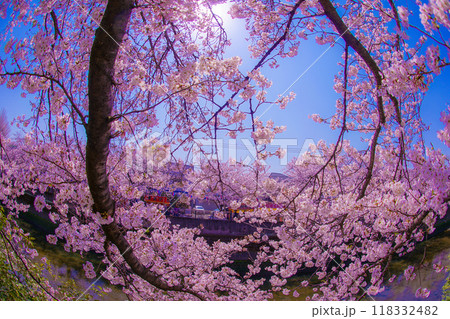 大岡川プロムナードの桜 118332482