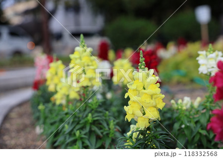 黄色い花 118332568