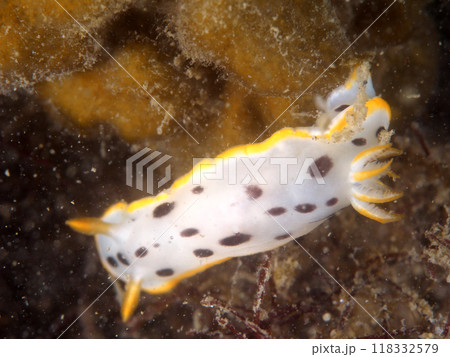 黒い斑点を持つシロウミウシ 118332579