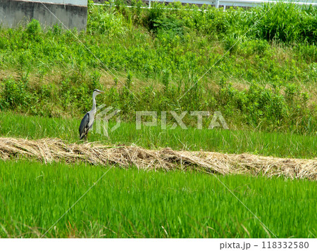 稲刈り後の田んぼにいたアオサギ 稲刈り後の田んぼにいたアオサギ 118332580