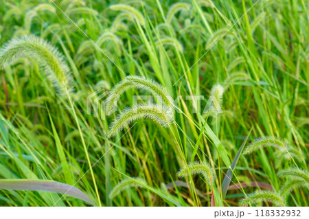 エノコログサ 118332932