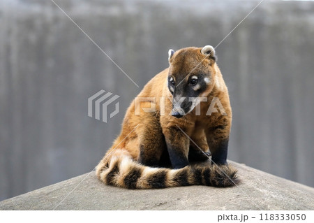 座って見つめるアカハナグマのポートレート 座って見つめるアカハナグマのポートレート 118333050
