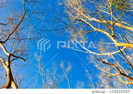 Dry tree or dead tree branches in blue sky and clouds background Bottom view Dry tree or dead tree branches in blue sky and clouds background Bottom view 118333597