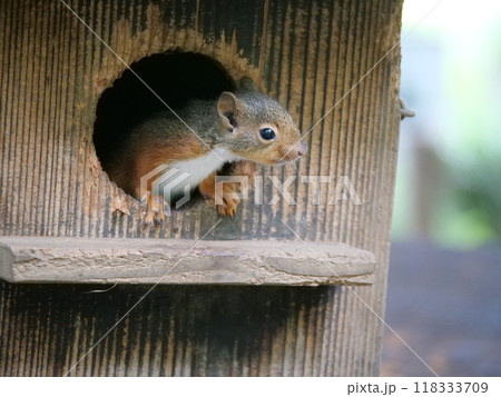 巣箱から顔を出す二ホンリスのこども 巣箱から顔を出す二ホンリスのこども 118333709