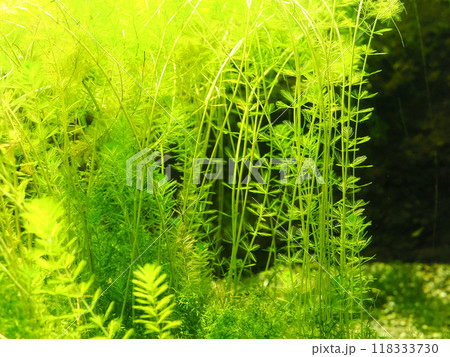水槽の美しい水草(フサモ) 水槽の美しい水草(フサモ) 118333730