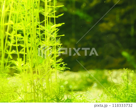水槽の美しい水草(フサモ) 水槽の美しい水草(フサモ) 118333732
