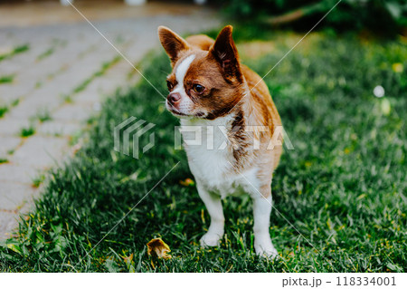 Little dog, Chihuahua, playing happily in the grass. Small and cute animals. 118334001
