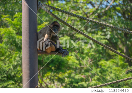 あまりの暑さにうなだれるジェフロイクモザル【茶臼山動物園】 118334450