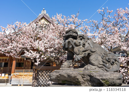 東京都文京区　湯島天神の境内の風景 118334518