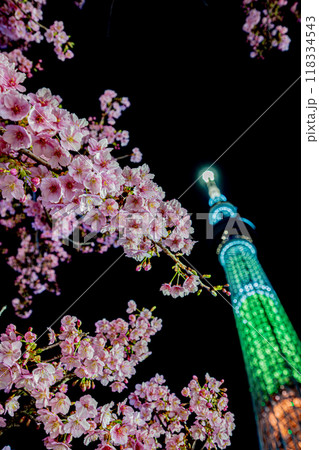 スカイツリー麓の河津桜 118334543