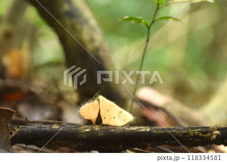 fungi cup mushroom growth for rain season on tree trunk in Chet Kod waterfall on Thailand   118334581