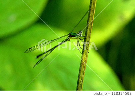 羽根を開いてとまるイトトンボ 羽根を開いてとまるイトトンボ 118334592