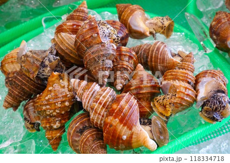 灯台つぶ貝 トウダイツブ クビレバイ 括貝 灯台つぶ貝 トウダイツブ クビレバイ 括貝 118334718