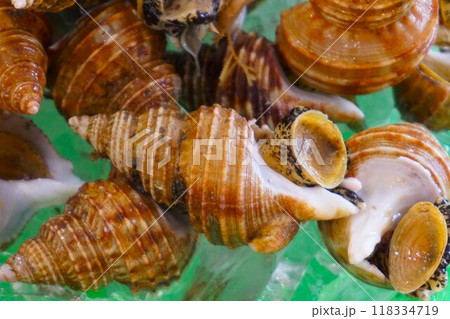 灯台つぶ貝 トウダイツブ クビレバイ 括貝 灯台つぶ貝 トウダイツブ クビレバイ 括貝 118334719