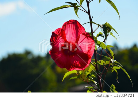 赤いタイタンビカス 赤いタイタンビカス 118334721