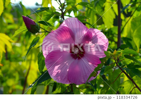 夏の日差しを浴びて咲くタイタンビカスの花 118334726