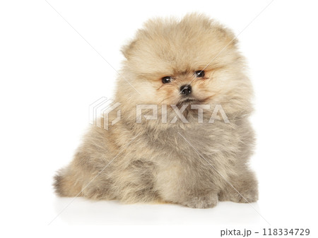 Fluffy Pomeranian Spitz Puppy Sitting on White Background 118334729