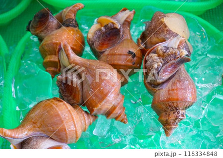 真つぶ貝　真つぶ　ツブ貝　つぶ貝　エボゾラ　 118334848