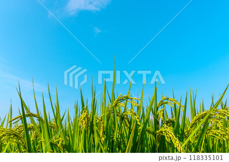 青空とすくすく育つ青い稲穂 青空とすくすく育つ青い稲穂 118335101