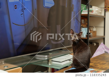 テレビを見る猫 118335243