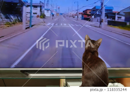テレビをみる猫 118335244