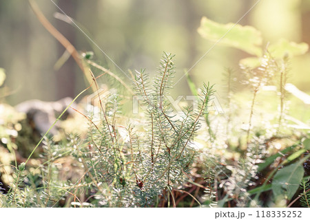 Beautiful green fir tree branches close up in forest. Christmas holiday concept. Soft focus, macro. Beautiful green fir tree branches close up in forest. Christmas holiday concept. Soft focus, macro. 118335252