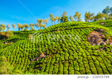 Tea plantation nature background landscape Tea plantation nature background landscape 118335799