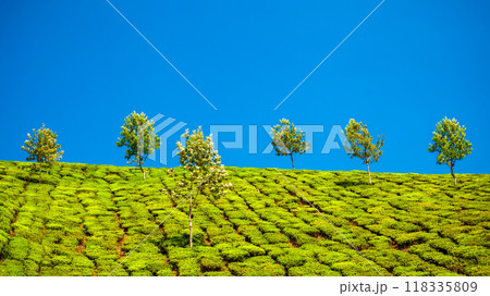 Tea plantation nature background landscape 118335809