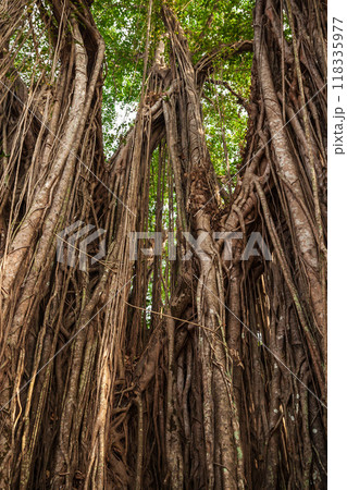 Big banyan tree in India Big banyan tree in India 118335977