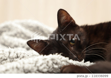 眠たいけど気になってこちらを見つめる子猫 眠たいけど気になってこちらを見つめる子猫 118336099