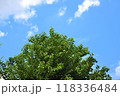 青空に映える緑の樹木 118336484