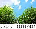 青空に映える緑の木々 118336485