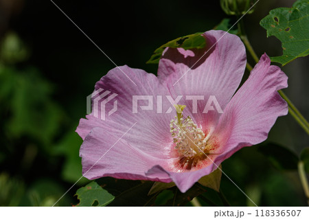 大きく開いた芙蓉の花 118336507