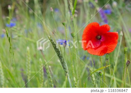 Poppy field as a symbol of Reconciliation Day 118336847