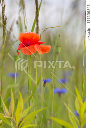 Poppy field as a symbol of Reconciliation Day 118336848